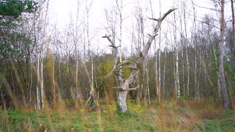 dead tree trunk i the forest at daytime