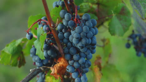 a detailed view of a bunch of ripe grapes from a farm during the day moving in strong wind before harvesting and preparing wine in the south moravia region captured at 4k 60fps