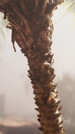 primer plano de un tronco de palmera