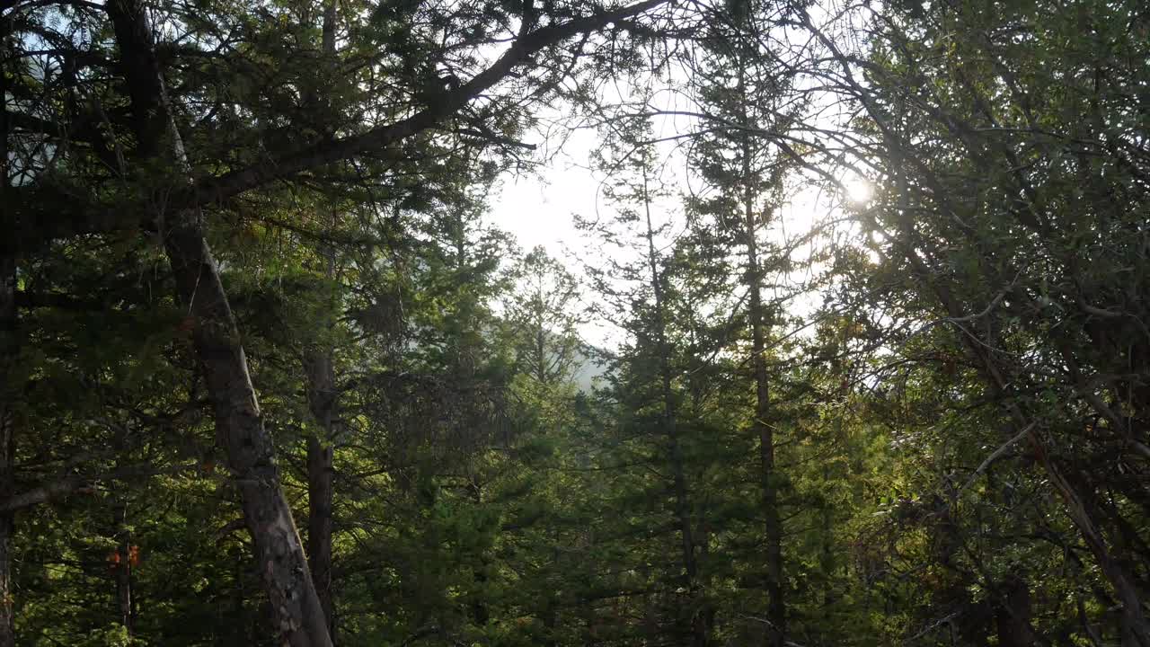 Panning beautiful natural view of pine tree forest with sunshine behide the trees in summer shunshine daytime