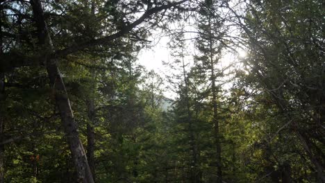 panning beautiful natural view of pine tree forest with sunshine behide the trees in summer shunshine daytime