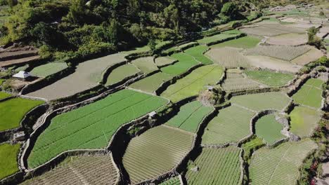 acercándose a las granjas de arroz de arroz verde que crecen en los senderos montañosos del valle a través de las granjas que conducen a los árboles del bosque kabayan benguet filipinas antena