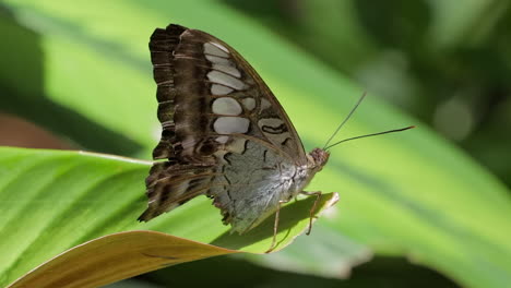 sola mariposa sentada en las hojas