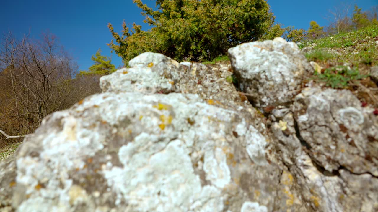 Common Juniper Bush On Rocky Hill In On Sunny Day