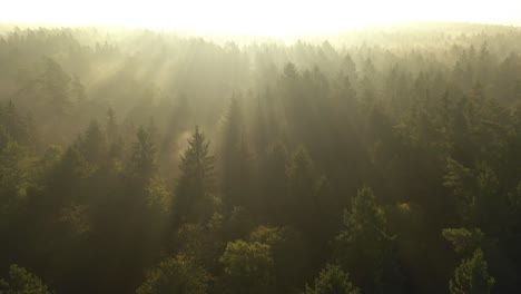 drone aerial view of forest in early morning