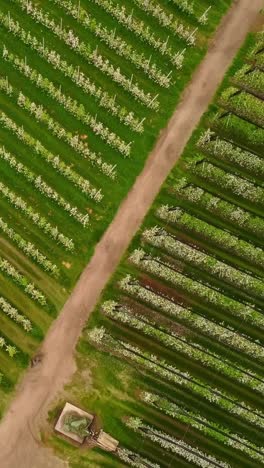 Perfect lines of blooming apple trees, aerial top down vertical view
