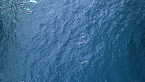 High-angle-view-of-common-dolphins-swimming-in-crystal-clear-blue-ocean,-Azores