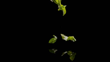 Hojas-De-Menta-Caen-En-Agua-Aislada-En-Fondo-Negro,-Cámara-Ultra-Lenta