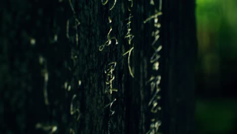 close-up of tree bark with carved inscriptions