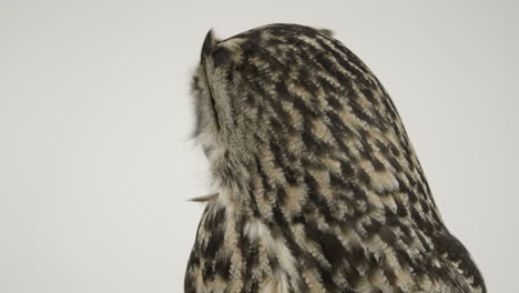 Eagle-owl-looking-around---standing-on-white-background