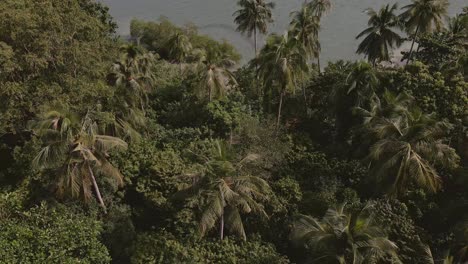 Aerial-birds-eye-view,-rotating-pan-shot-of-idyllic-tropical-island-with-calm-ocean-palm-trees-and-lush-green-rain-forest