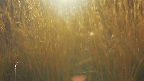 beautiful sunlit golden grass golden hour