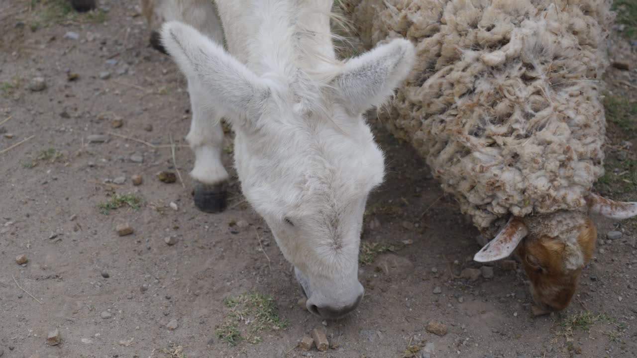white donkey eating pellets from the ground in an outdoor farm area