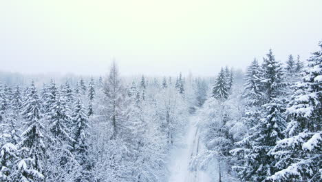 aerial view of a snow covered conifer forest - aerial drone shot