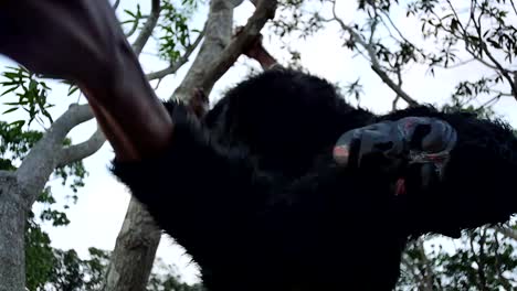 gorila aterrador en un árbol balanceándose