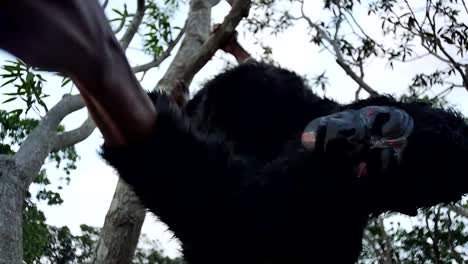 scary gorilla in a tree swinging