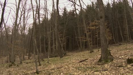 autumn scenery in hoia baciu forest in romania