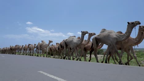 camels' lineup and walking on the side of a road.