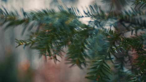 close up of pine tree with defocused leaf at park forest