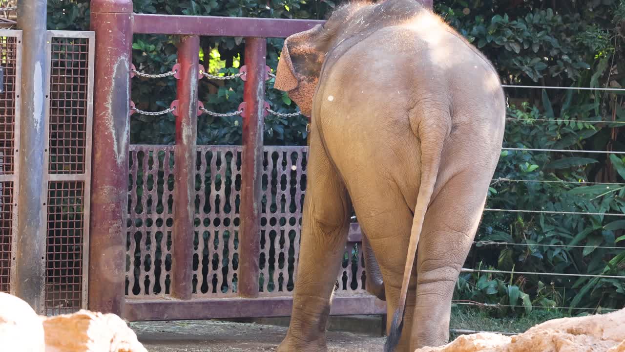 동물원 구역 문과 상호 작용하는 코끼리