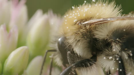 Extreme-close-up-bee-looking-for-nectar-on-stonecrop-flower-on-sunny-day-in-summer-in-park-garden