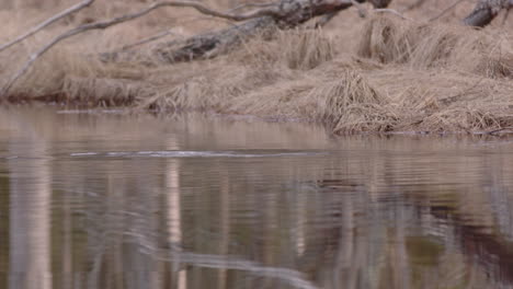 Acérquese-A-La-Nutria-Euroasiática-En-Un-Río-De-Turberas-Buceando-En-Busca-De-Comida