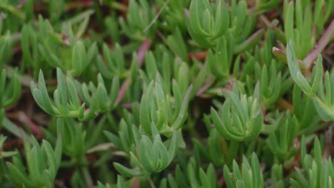 Close-up-of-wild-plants