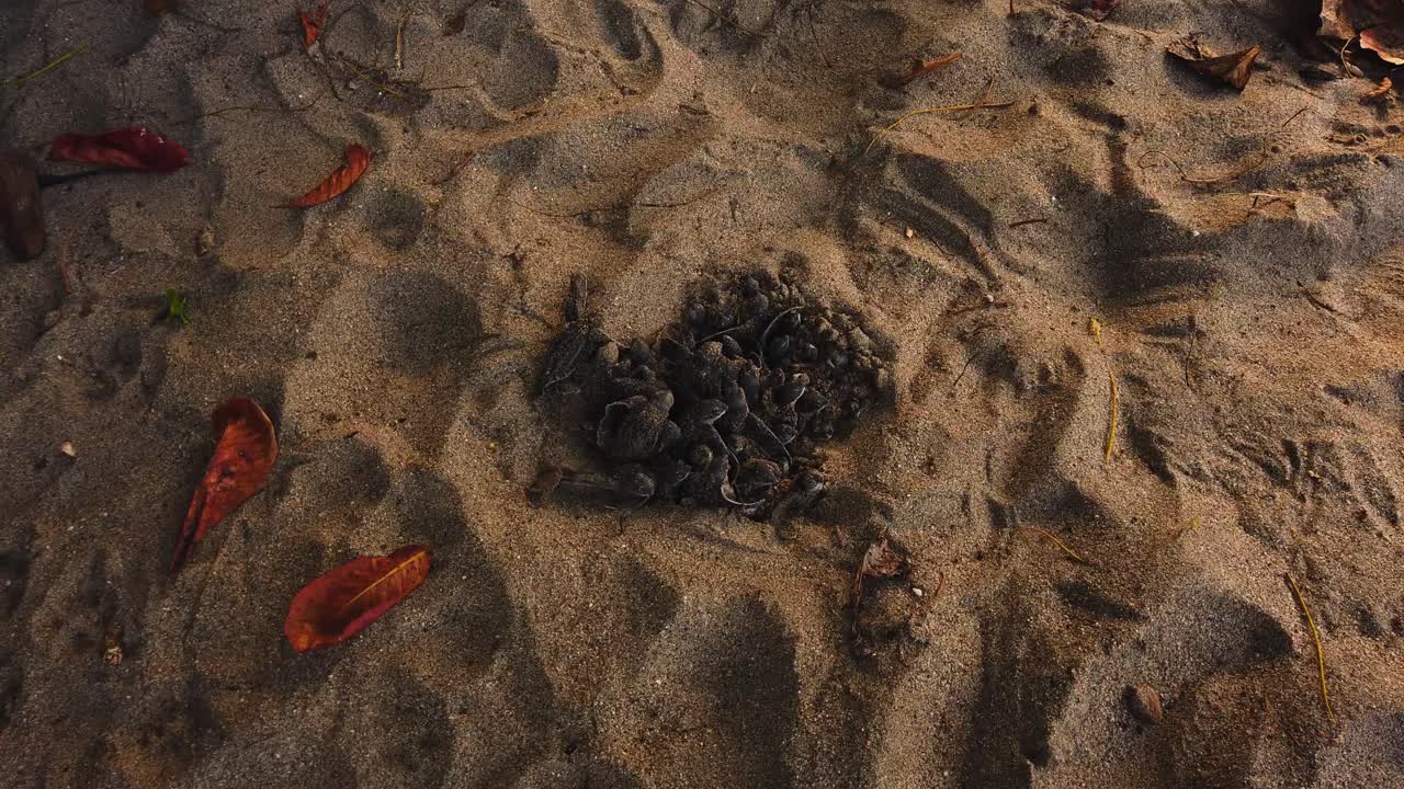Leatherback sea turtles in the nest before making a run for the ocean