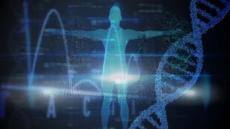 Animation-of-dna-strand-spinning-over-data-processing-and-human-body