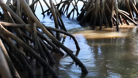 Mangrove Roots in Water