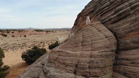 Un-Espectacular-Primer-Plano-De-Un-Dron-De-Una-Banda-De-Tres-Cabras-Montesas-Escalando-Y-Caminando-A-Lo-Largo-De-Una-Pared-De-Roca-En-Medio-Del-Desierto-Cerca-De-Antelope-Canyon,-Justo-Al-Este-De-Page,-Arizona.