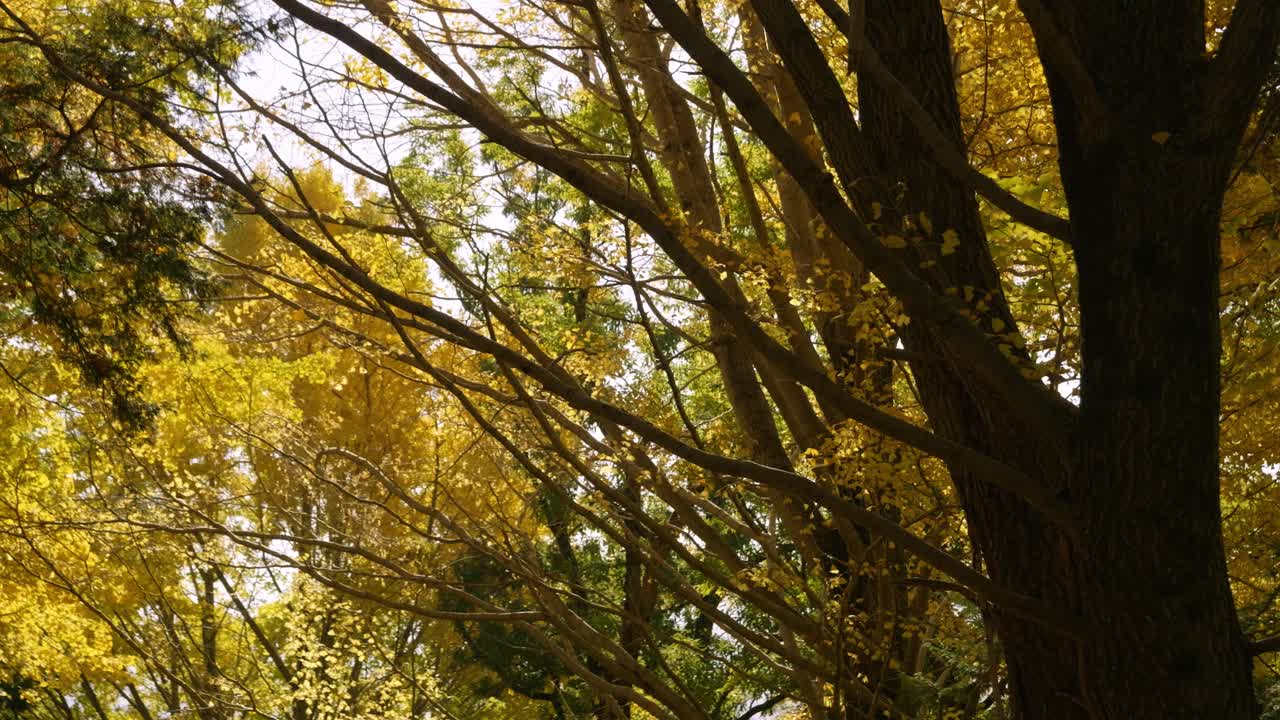 Beautiful fall colors in park in bright yellow, locked off static shot