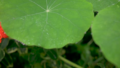 Gotas-De-Lluvia-Brillantes-Sobre-Las-Hojas-Y-La-Flor-De-Una-Capuchina-De-Jardín-Temprano-En-La-Mañana