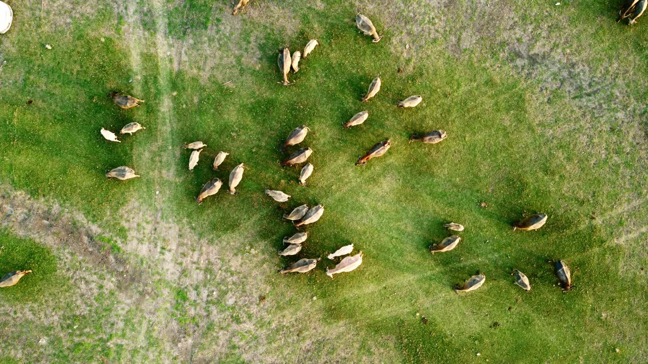 잔디  ⁇  동물 산업에 대한 태국 버팔로 그룹