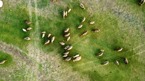 Grupo-De-Búfalos-Tailandeses-En-La-Industria-Animal-Del-Campo-De-Hierba