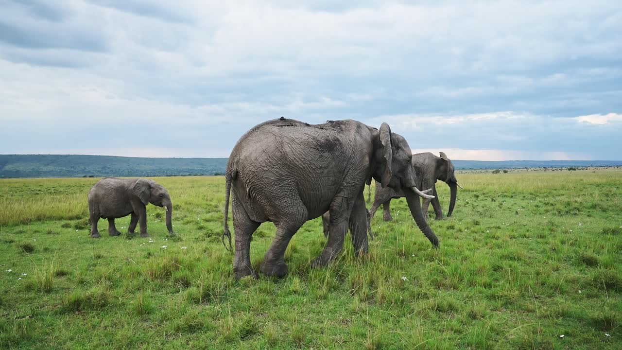 fotografía en cámara lenta de un grupo de elefantes en una manada caminando como familia en un exuberante paisaje de sabana verde, vida silvestre africana en la reserva nacional de maasai mara, kenia, áfrica animales de safari en masai mara