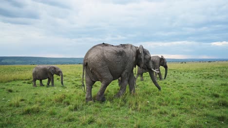 slow motion shot of group of elephants in a herd walking as a family in lush green savanna landscape, african wildlife in maasai mara national reserve, kenya, africa safari animals in masai mara