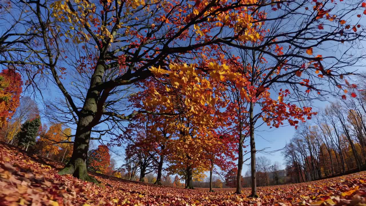 A low-angle video captures vibrant autumn trees with colorful leaves against a clear blue sky
