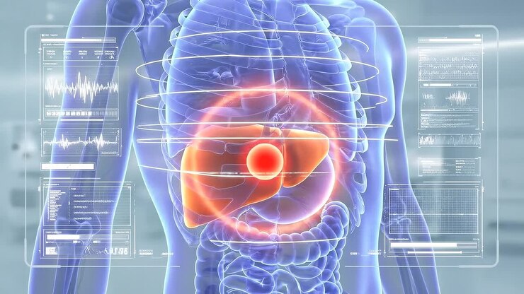 Digital Representation of Human Liver with Medical Data Interface