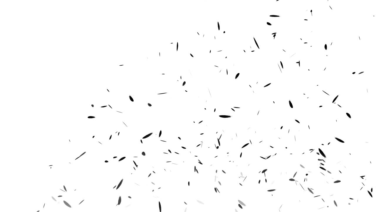 Black feather soaring particle motion graphics