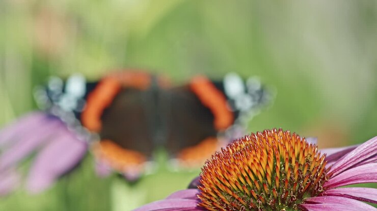 Echinacea purpurea in fiore con Vanessa Atalanta sfocata sullo sfondo