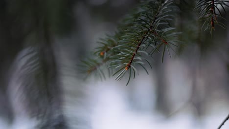 detail view of vibrant green coniferous branch and needles with blurry background in winter