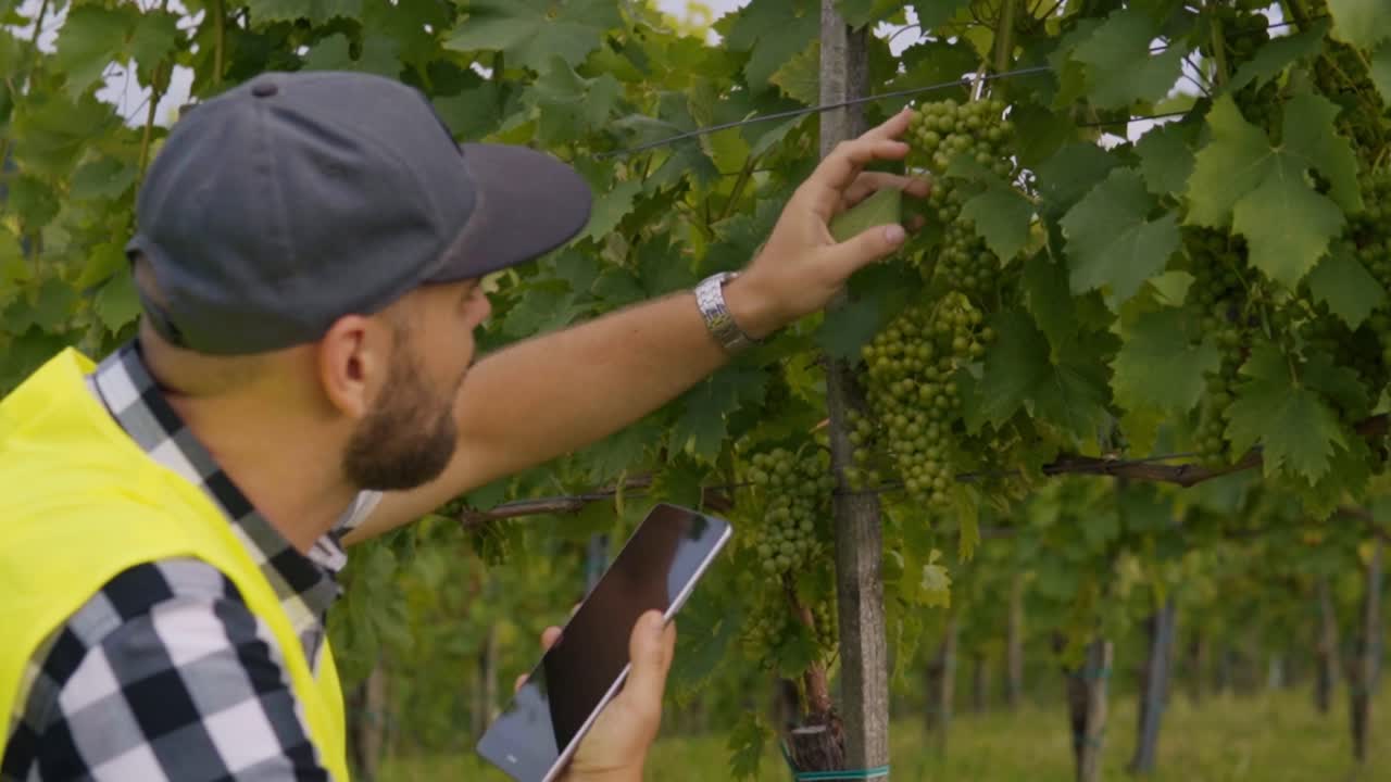Vinodlare undersöker druvklasar och löv medan hen håller en surfplatta för skördeövervakning och kvalitetskontroll i gröna vinrader i Jeruzalem, Slovenien.