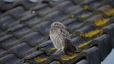 Little-Owl-Perched-On-Tiled-Roof-Turning-Head-Before-Flying-Off