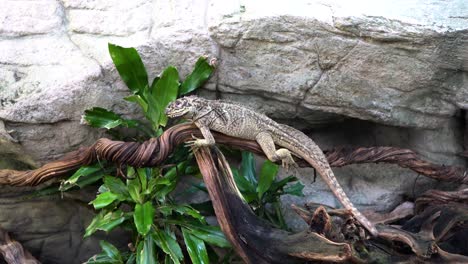 El lagarto.