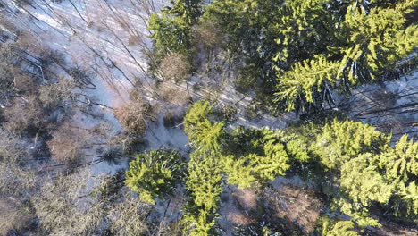 Aerial view of birch and spruce trees in winter forest
