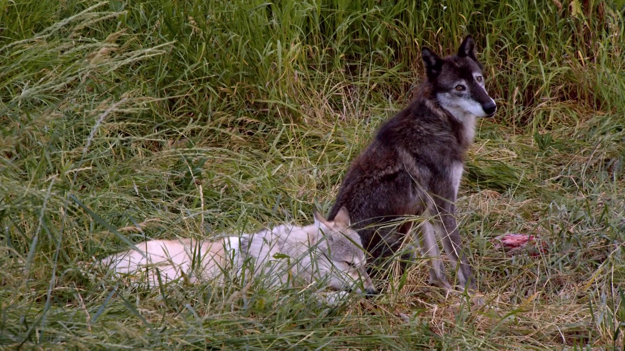 Un lobo gris llamado Koa.