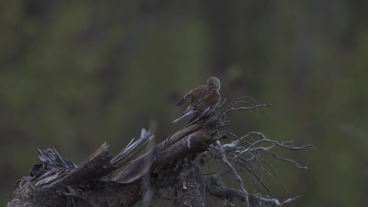 Red backed shrike in the forest cleaning herself
