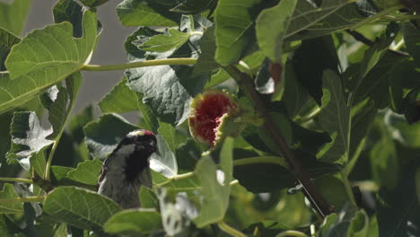 Schwarzer-Und-Roter-Vogel-Frisst-Feigen,-Akazienscheckenbarbet-Auf-Feigenbaum-Kapstadt