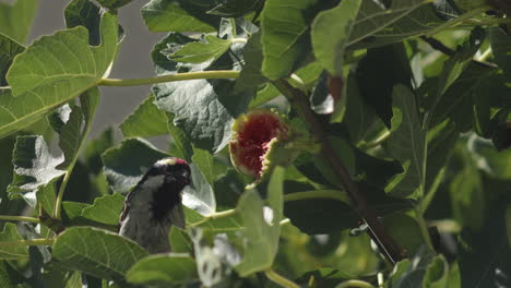 el pájaro negro y rojo come higos, acacia barbet de varios colores en la higuera de ciudad del cabo
